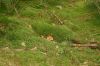 01_aeoza_albersdorf_wald_boden_110908_09.jpg