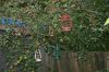 170908_06_garten_beldorf_lampenbaum_06.jpg