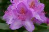 2009_05_17_garten_19.jpg