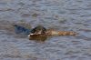 2010_04_12_hunde_05.jpg