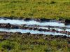 2012_01_06_feuchtgebiet_06.jpg