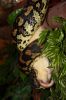 2012_01_25_morelia_spilota_variegata_04.jpg