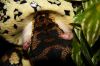2012_01_25_morelia_spilota_variegata_06.jpg